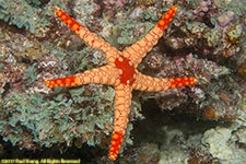 sea star